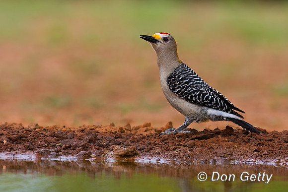 Golden-fronted Woodpecker