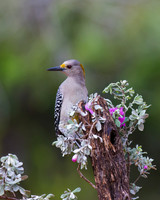Golden-fronted Woodpecker