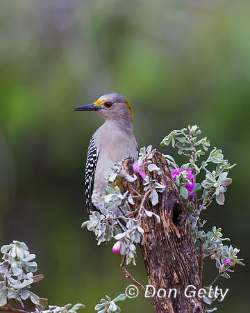 Golden-fronted Woodpecker
