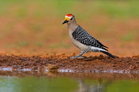 Golden-fronted Woodpecker