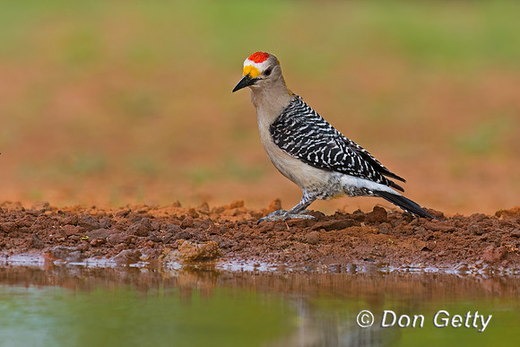 Golden-fronted Woodpecker