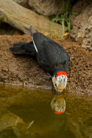 White-headed Woodpecker