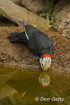 White-headed Woodpecker