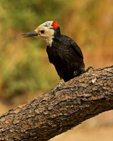 White-headed Woodpecker