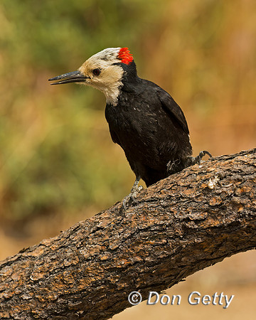 White-headed Woodpecker