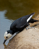 White-headed Woodpecker