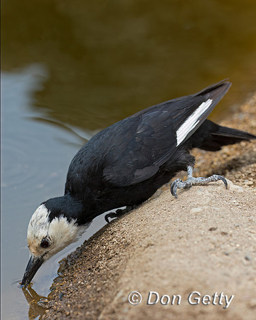 White-headed Woodpecker
