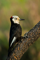 White-headed Woodpecker