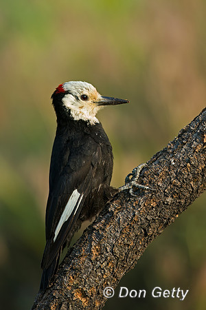 White-headed Woodpecker