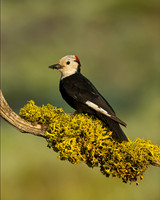 White-headed Woodpecker