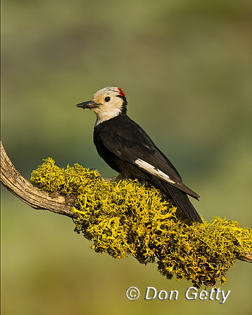 White-headed Woodpecker