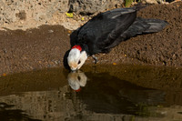 White-headed Woodpecker