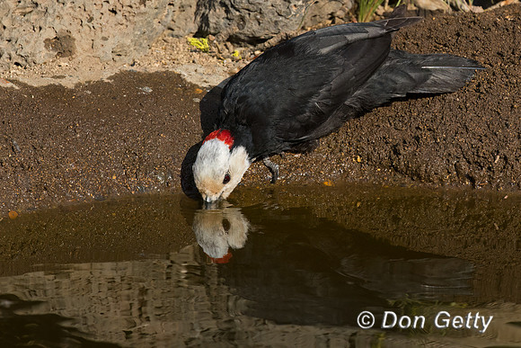 White-headed Woodpecker