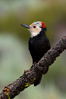 White-headed Woodpecker