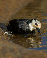 White-headed Woodpecker