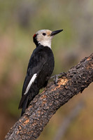White-headed Woodpecker