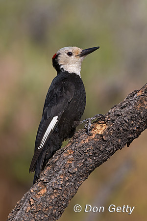 White-headed Woodpecker