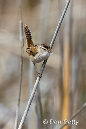 Marsh Wren