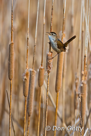 Marsh Wren