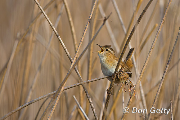 Marsh Wren