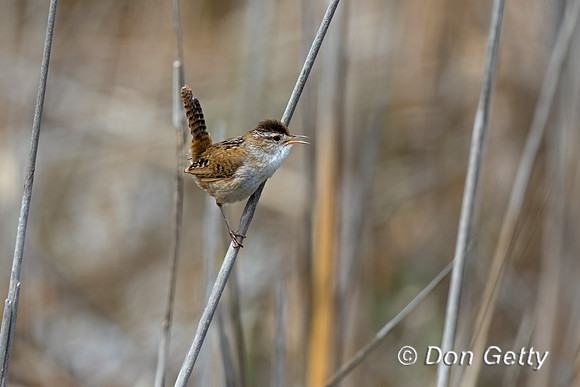 Marsh Wren