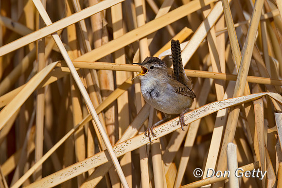 Marsh Wren