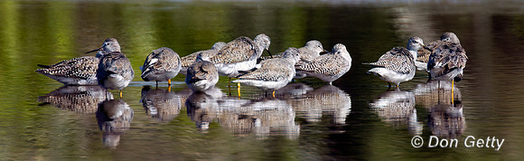 Lesser Yellowlegs
