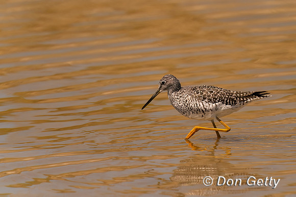 Lesser Yellowlegs
