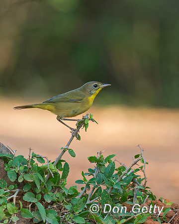 Common Yellowthroat