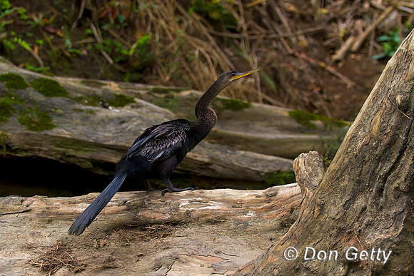 Anhinga