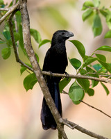 Groove-billed Ani