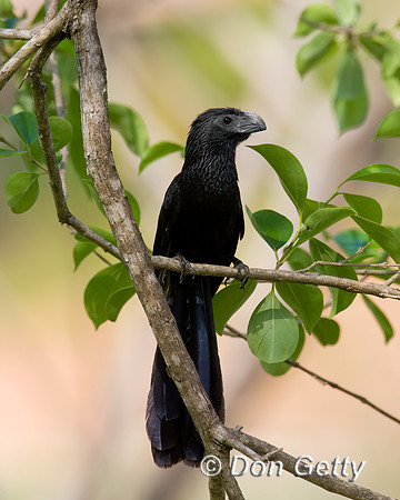 Groove-billed Ani