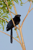 Groove-billed Ani