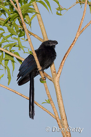 Groove-billed Ani