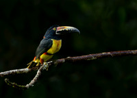 Collared Aracari
