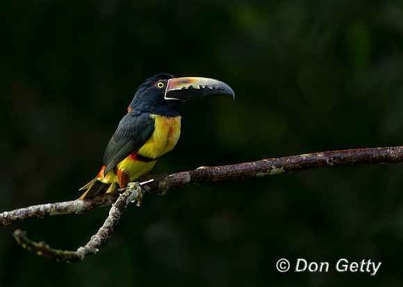 Collared Aracari
