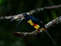 Collared Aracari