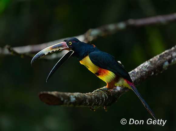 Collared Aracari