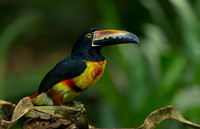 Collared Aracari