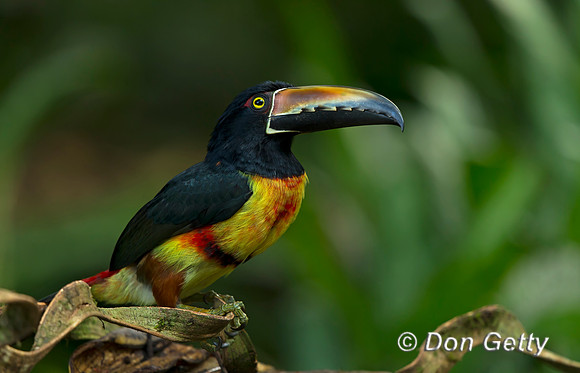 Collared Aracari