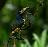 Collared Aracari