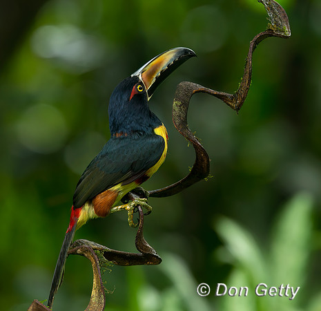 Collared Aracari