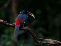 Collared Aracari