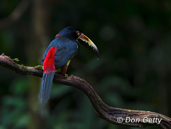 Collared Aracari