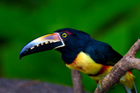 Collared Aracari