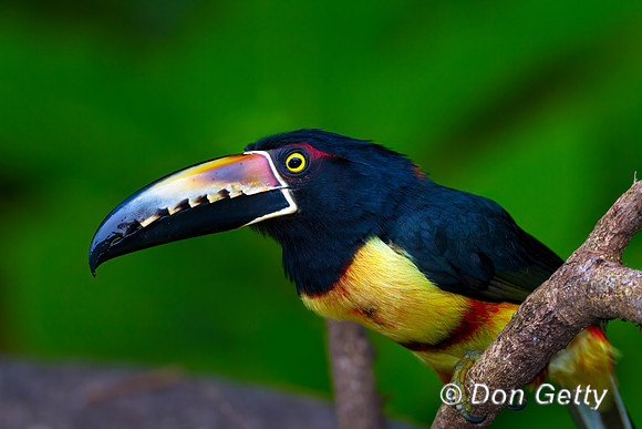 Collared Aracari