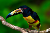 Collared Aracari