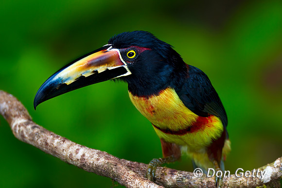 Collared Aracari