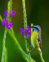 Bananaquit