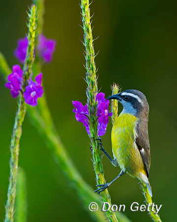 Bananaquit